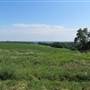 Rural Scenes West of Lansing