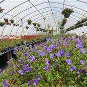 Harvey Floral Company