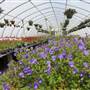 Harvey Floral Company
