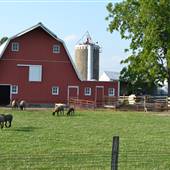 Plunkett Farm w/ sheep